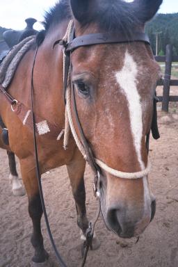 Our Colorado Vacation: Horseback Riding pics