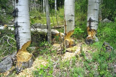 Our Colorado Vacation: Spring Creek pics