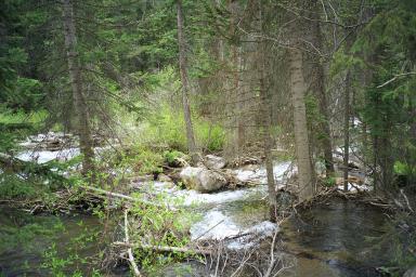 Our Colorado Vacation: Spring Creek pics
