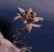 tnherman.gif