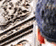 tn003.gif