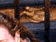 tn005.gif