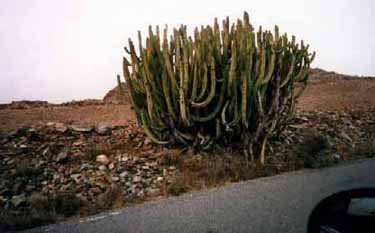 Gran Canaria II pics
