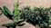tn006.gif