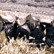 tn008.gif