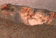 tn029.gif