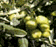 tn024.gif