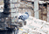 tn009.gif