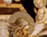 tn011.gif
