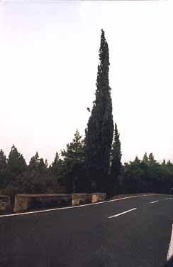 Tenerife pics
