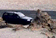 tn010.gif