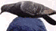 tn008.gif