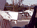 tn005.gif