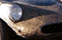 tn009.gif
