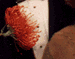 tn018.gif