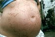 tnweb_20henna2_30wks.jpg